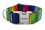 Collar Rainbow lines with metal buckle