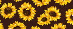 Collar Sunflower