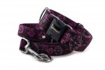 Collar Hogweed Purple with a leash