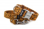 Collar Jaguar with a leash