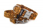 Leash Jaguar with the collar