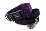 Collar Staffordshire Bull Terrier Violet with a leash