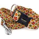 Collar Maple with a leash